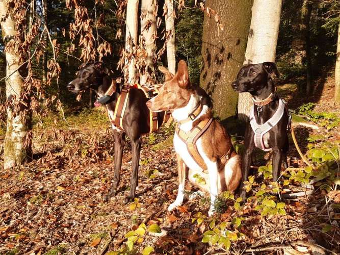 Hundeauslaufgebiet-Hundeschule HappyHund-Bild