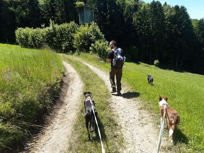 Hundeauslaufgebiet-Hundeschule HappyHund-Bild