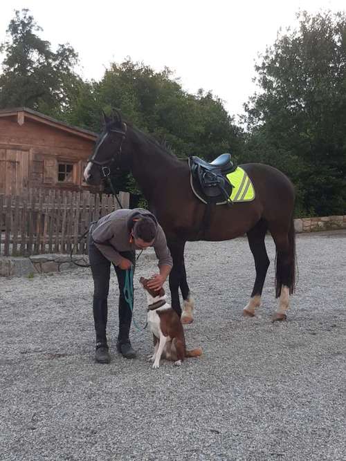 Hundeauslaufgebiet-Hundeschule HappyHund-Bild