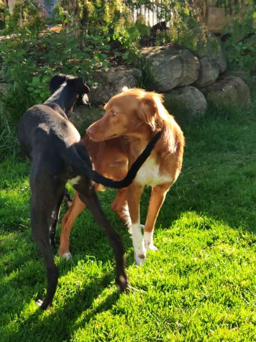 Hundeauslaufgebiet-Hundeschule HappyHund-Bild
