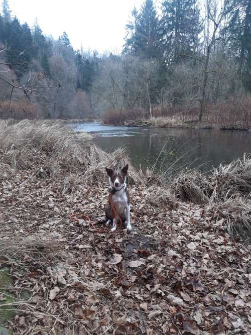 Hundeauslaufgebiet-Hundeschule HappyHund-Bild