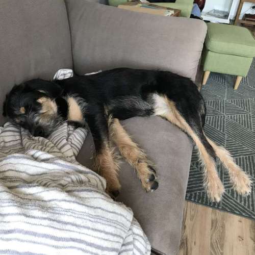 Hundeauslaufgebiet-Superköter Hundertraining-Bild