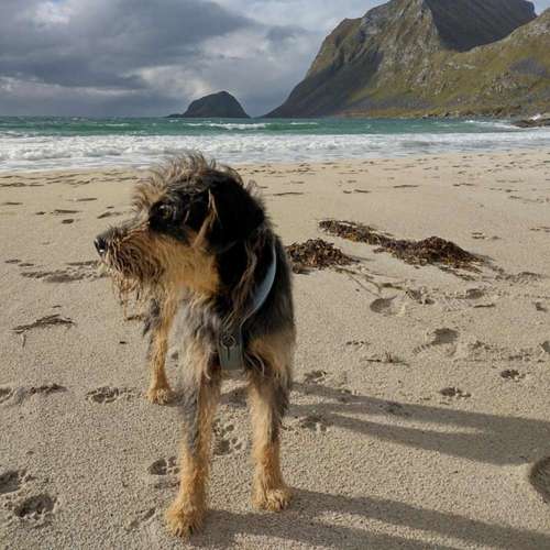 Hundeauslaufgebiet-Superköter Hundertraining-Bild