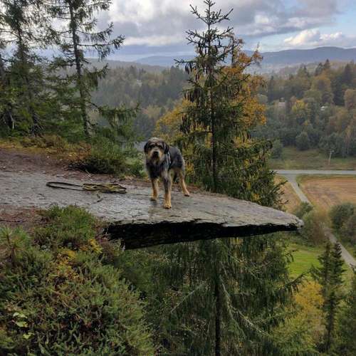 Hundeauslaufgebiet-Superköter Hundertraining-Bild