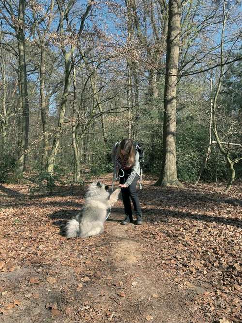 Hundeauslaufgebiet-Maike's Hunde Gassi Geh Service-Bild