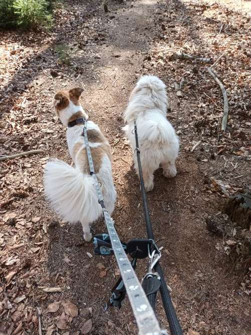 Hundeauslaufgebiet-Maike's Hunde Gassi Geh Service-Bild