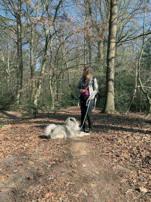 Hundeauslaufgebiet-Maike's Hunde Gassi Geh Service-Bild