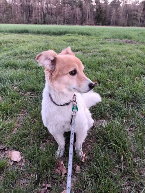 Hundeauslaufgebiet-Maike's Hunde Gassi Geh Service-Bild