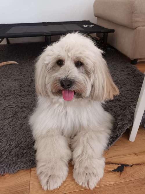 Hundeauslaufgebiet-Maike's Hunde Gassi Geh Service-Bild