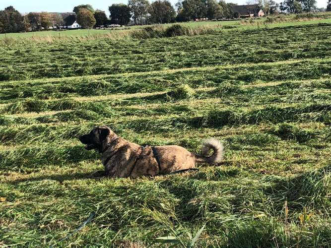 Hundeauslaufgebiet-Lautlos-Bild