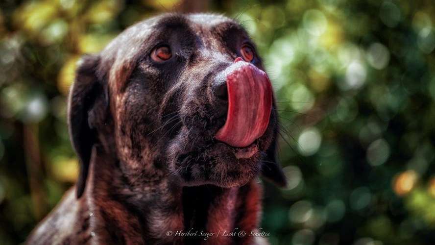 Hundeauslaufgebiet-Lautlos-Bild