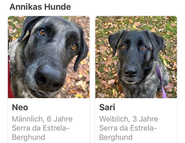 Hundeauslaufgebiet-Lautlos-Bild