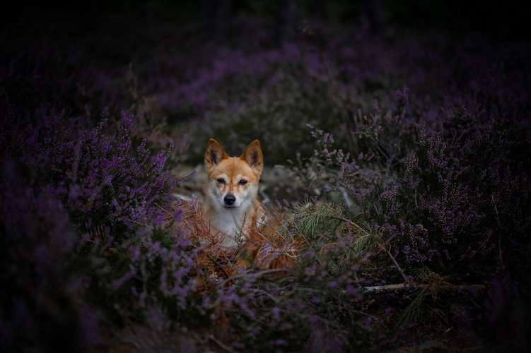 Hundeauslaufgebiet-Phantasitsch Photographie-Bild