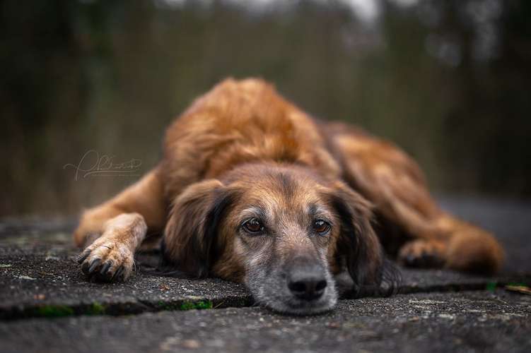 Hundeauslaufgebiet-Phantasitsch Photographie-Bild