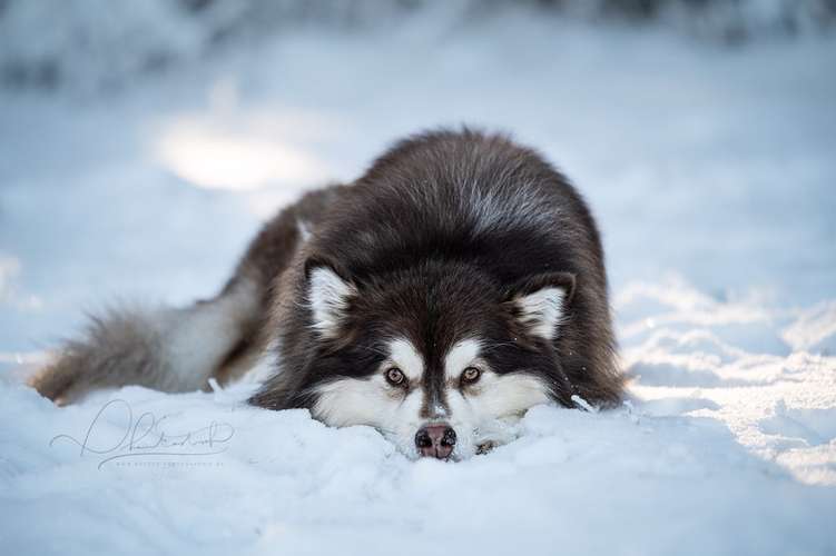 Hundeauslaufgebiet-Phantasitsch Photographie-Bild