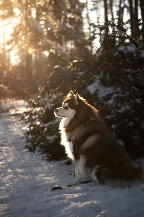 Hundeauslaufgebiet-Phantasitsch Photographie-Bild