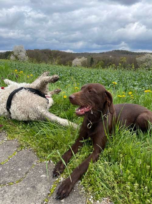 Hundeauslaufgebiet-Freilauf Hundebetreuung Gassiservice-Bild