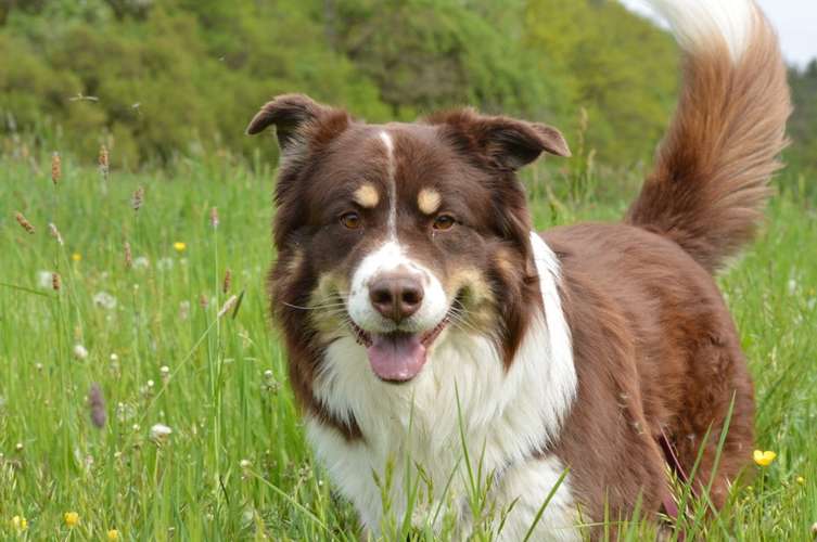 Hundeauslaufgebiet-Freilauf Hundebetreuung Gassiservice-Bild