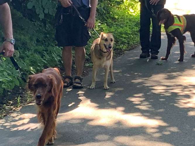 Hundeauslaufgebiet-HUNDESCHULE WAIDSICHT-Bild