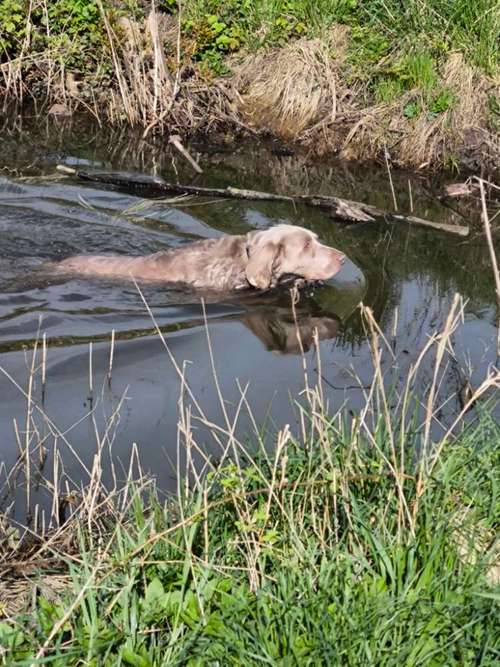 Hundeauslaufgebiet-HUNDESCHULE WAIDSICHT -Bild