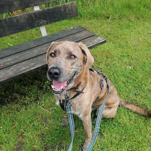 Hundeauslaufgebiet-INSIDE DOGS Mobile Hundeschule Voerde/We-Bild