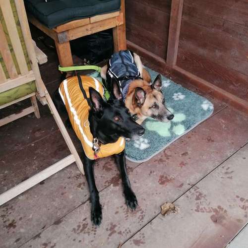 Hundeauslaufgebiet-INSIDE DOGS Mobile Hundeschule Voerde/We-Bild