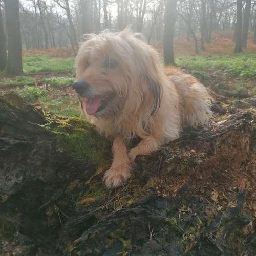 Hundeauslaufgebiet-INSIDE DOGS Mobile Hundeschule Voerde/We-Bild