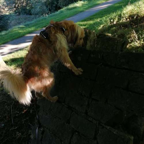 Hundeauslaufgebiet-INSIDE DOGS Mobile Hundeschule Voerde/We-Bild