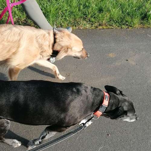 Hundeauslaufgebiet-INSIDE DOGS Mobile Hundeschule Voerde/We-Bild