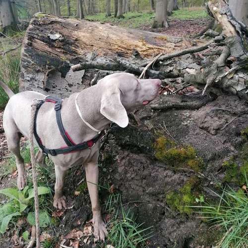 Hundeauslaufgebiet-INSIDE DOGS Mobile Hundeschule Voerde/We-Bild