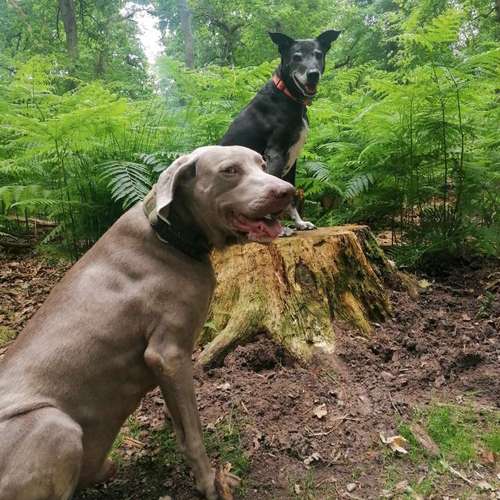 Hundeauslaufgebiet-INSIDE DOGS Mobile Hundeschule Voerde/We-Bild