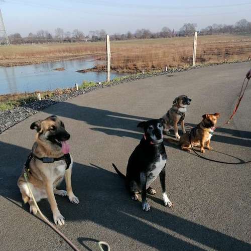 Hundeauslaufgebiet-INSIDE DOGS Mobile Hundeschule Voerde/We-Bild