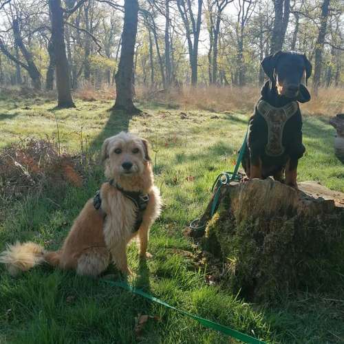 Hundeauslaufgebiet-INSIDE DOGS Mobile Hundeschule Voerde/We-Bild