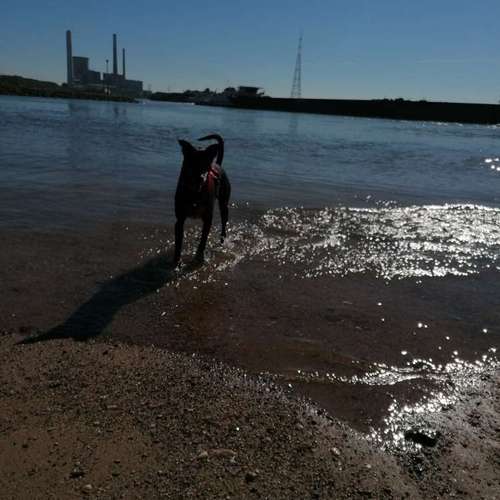 Hundeauslaufgebiet-INSIDE DOGS Mobile Hundeschule Voerde/We-Bild