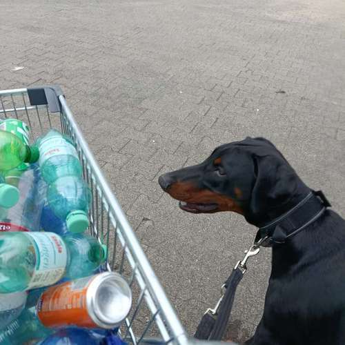 Hundeauslaufgebiet-INSIDE DOGS Mobile Hundeschule Voerde/We-Bild