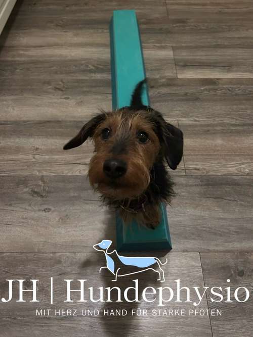 Hundeauslaufgebiet-JH | Hundephysio-Bild