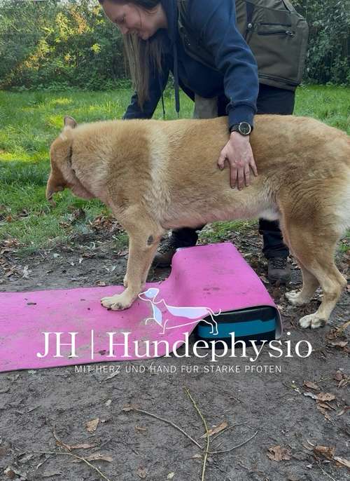 Hundeauslaufgebiet-JH | Hundephysio-Bild