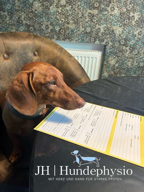 Hundeauslaufgebiet-JH | Hundephysio-Bild