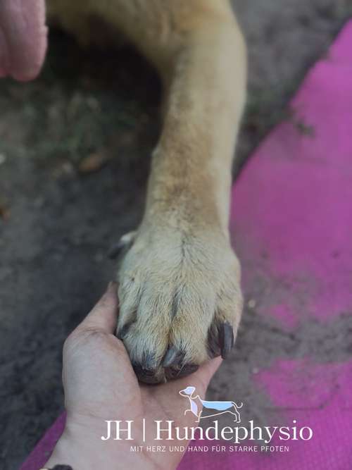 Hundeauslaufgebiet-JH | Hundephysio-Bild