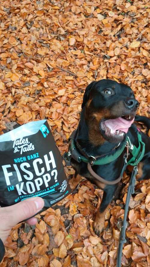 Hundeauslaufgebiet-Lord.Bobbel-Bild