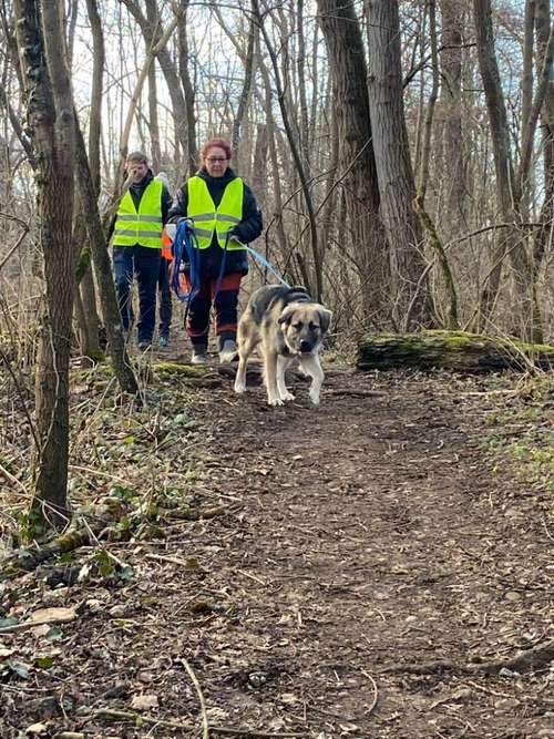 Hundeauslaufgebiet-Sechster Sinn - Coaching Mensch Hund-Bild