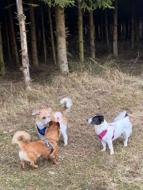 Hundeauslaufgebiet-Sechster Sinn - Coaching Mensch Hund-Bild