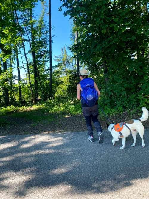 Hundeauslaufgebiet-Sechster Sinn - Coaching Mensch Hund-Bild