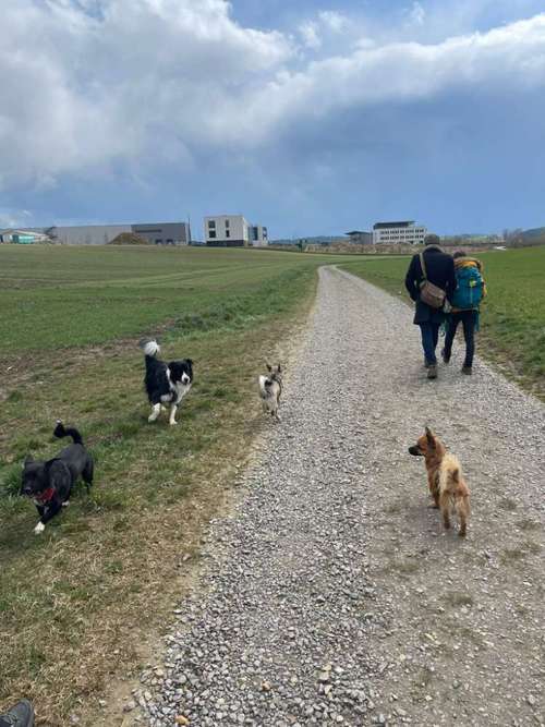 Hundeauslaufgebiet-Sechster Sinn - Coaching Mensch Hund-Bild