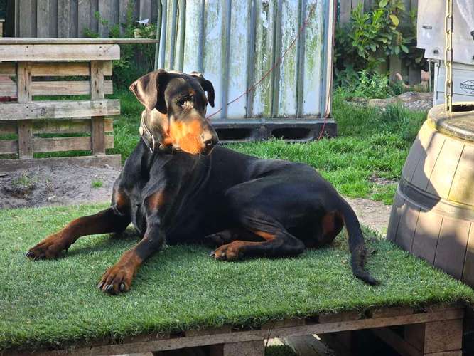 Hundeauslaufgebiet-Bella for Dogs-Bild