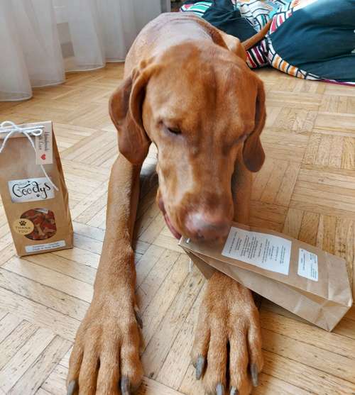 Hundeauslaufgebiet-Good Goodys by Mr. O-Bild