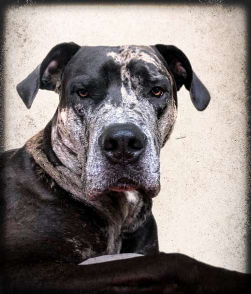 Hundeauslaufgebiet-Good Goodys by Mr. O-Bild