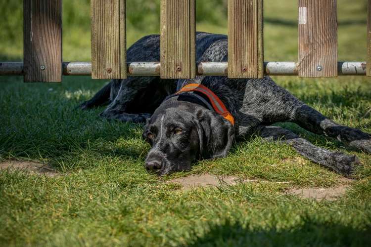 Hundeauslaufgebiet-Jagdhundeführerausbildung Michael Knuppertz-Bild