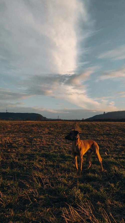 Hundeauslaufgebiet-Dohana Coaching-Bild