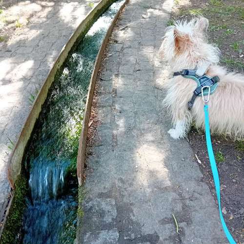 Hundeauslaufgebiet-Hundesitter Evi Röckl-Bild